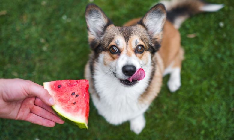 D Rfen Hunde Wassermelone Essen Oder Nicht Tv Digital