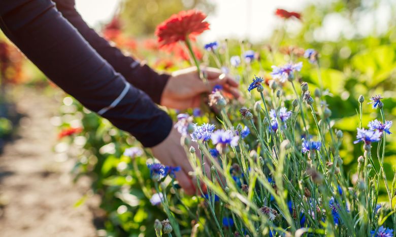 Darf ich an öffentlichen Plätzen oder in Parks Blumen pflücken?