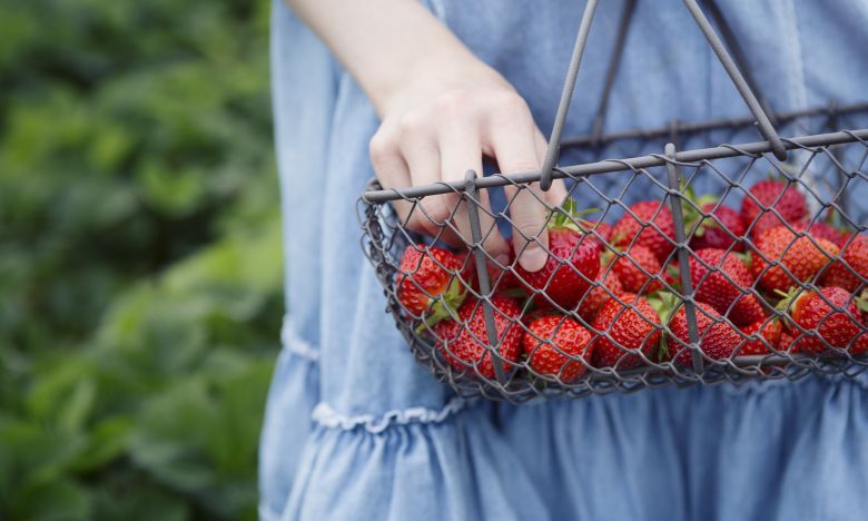 Erdbeeren anbauen: Diesen Sorten sind die besten für den eigenen Garten oder Balkon!