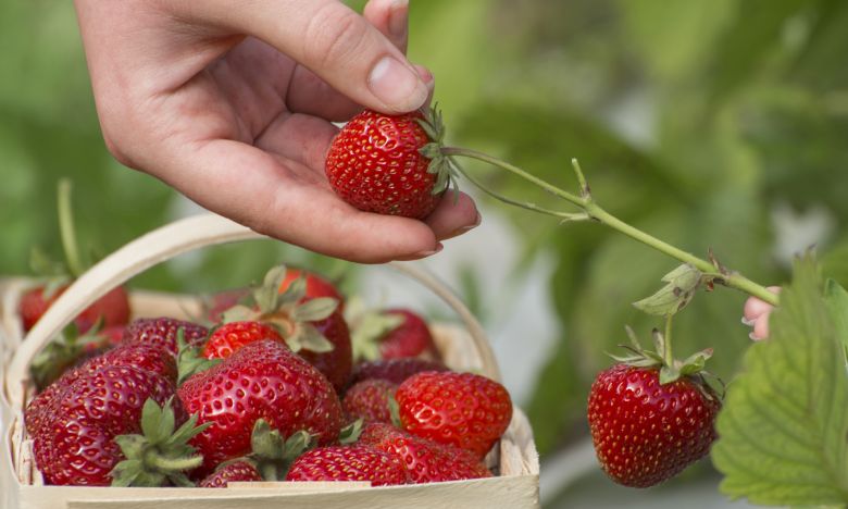 Erdbeeren pflücken - DIESER Fehler kann deine Pflanze zerstören! | TV ...