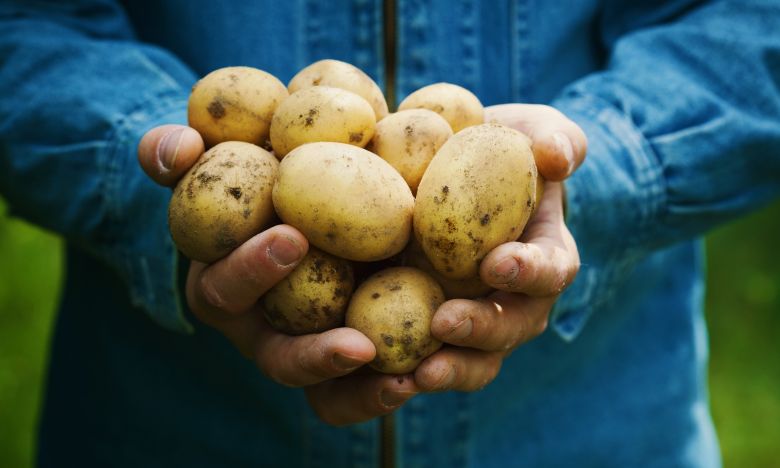 Grüne Kartoffeln sind giftig: Was steckt wirklich hinter dem Gerücht?