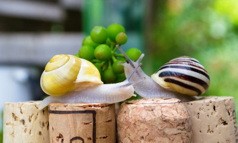 Pflanzen schützen: Alte Weinkorken gegen Schnecken, Ameisen & Co.?