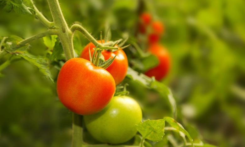 Perfekte Ernte: Diese Dünger wirken bei Tomaten besonders gut!