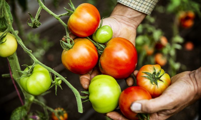 Tomaten anbauen: Mit diesem Trick werden sie besonders süß!