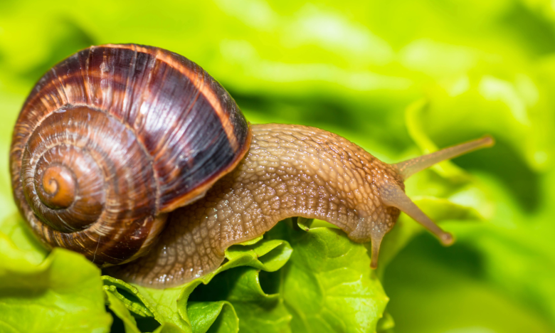 Diese Pflanzen vertreiben deine Schneckenplage im Garten