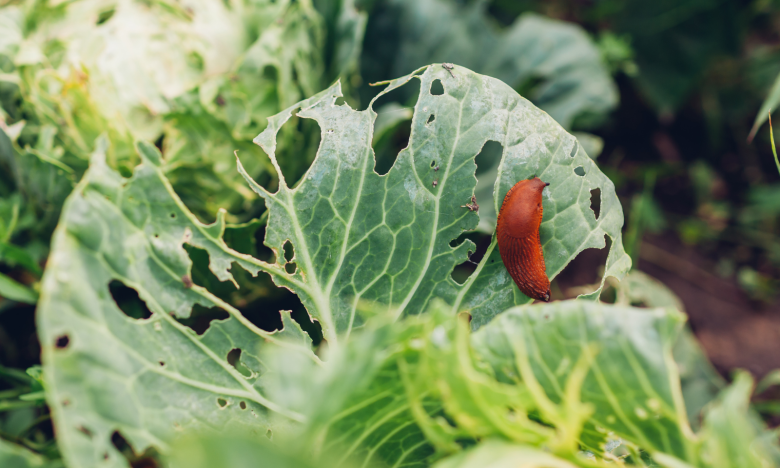 Nützlinge gegen Schnecken: So wirst du die lästigen Störenfriede im Garten los!