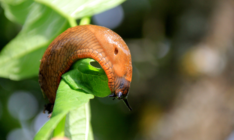 Kleine Würmer gegen Schnecken: So helfen Nematoden gegen eine Schneckenplage im Beet