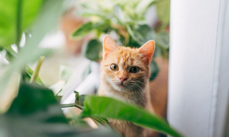 Gefahr für Katzen: Diese giftigen Pflanzen hat (fast) jeder zu Hause