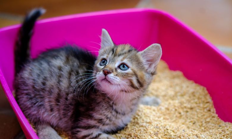 Toilette oder Biomüll? Wie entsorge ich Katzenstreu richtig?