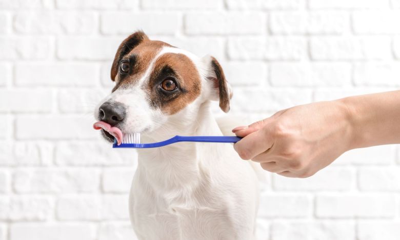 Mal ehrlich jetzt: Muss ich meinem Hund die Zähne putzen?