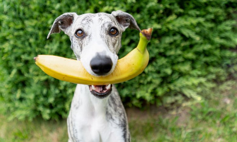 Oft gefragt: Dürfen Hunde Bananen essen?