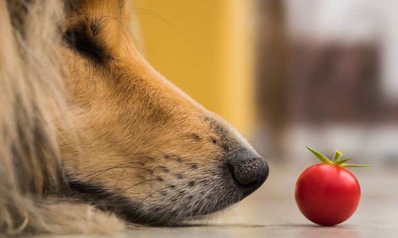 Teilweise giftig: Diese Tomaten sollten Hunde nicht fressen