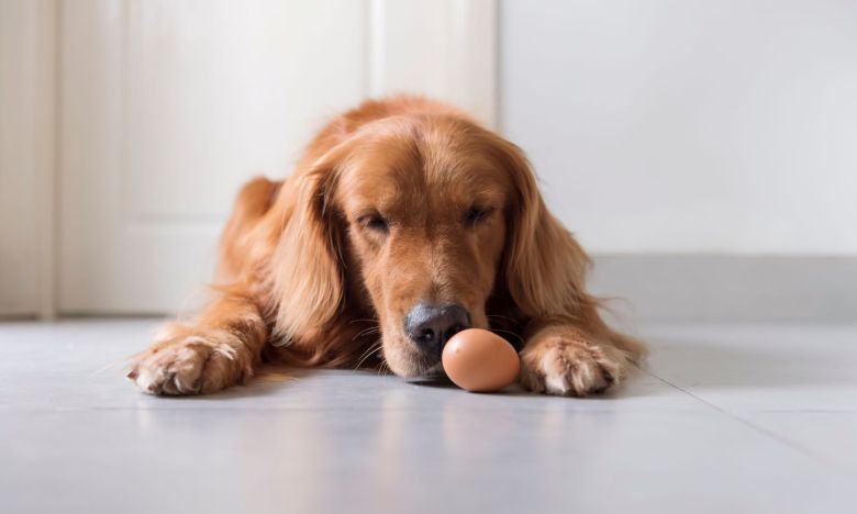 Dürfen Hunde rohe Eier fressen?