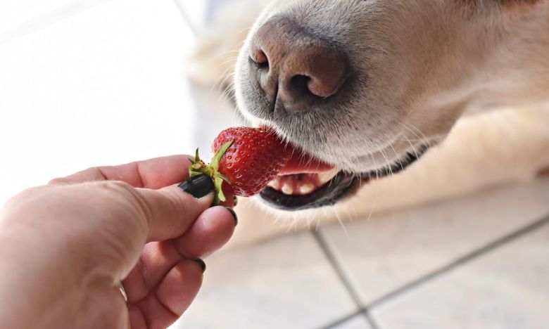 Sommersnack für Hunde: Sind Erdbeeren gesund?