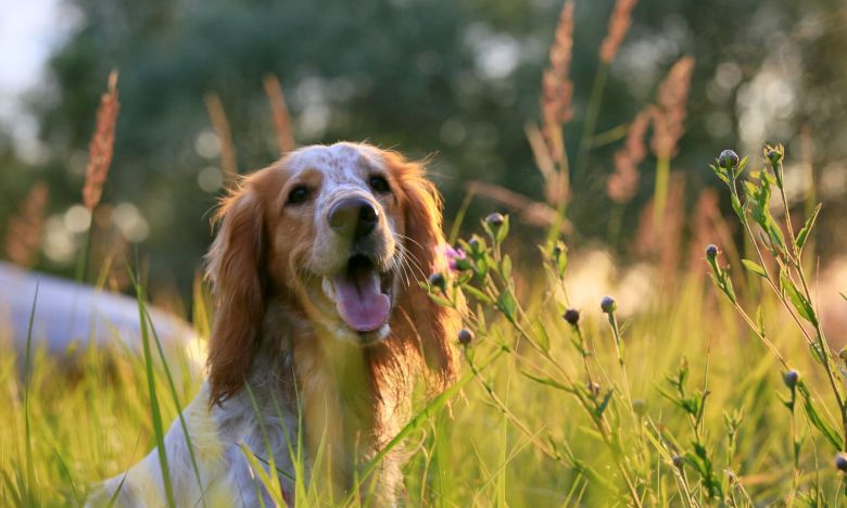 Parasitenalarm bei Hunden? So funktioniert der Kokosöl-Trick gegen Zecken