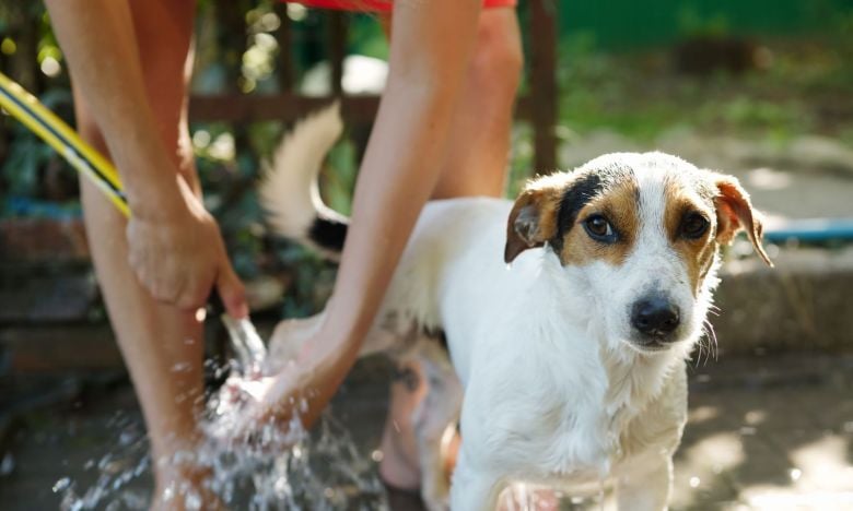 Bei Hitze gefährlich: Kalte Dusche für Hunde