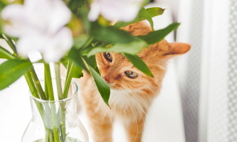 Lebensgefahr: Kleine Mengen DIESER Schnittblume sind für Katzen tödlich!