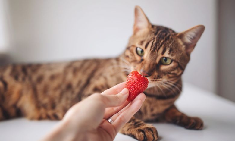 Sommersnack: Dürfen Katzen Erdbeeren fressen?