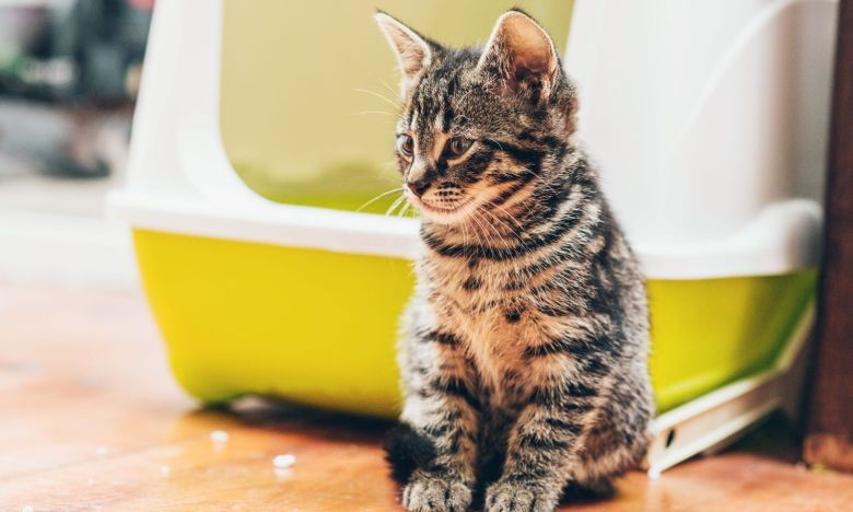 Bye Bye Mief! Mit diesen Tipps bleibt das Katzenklo länger frisch