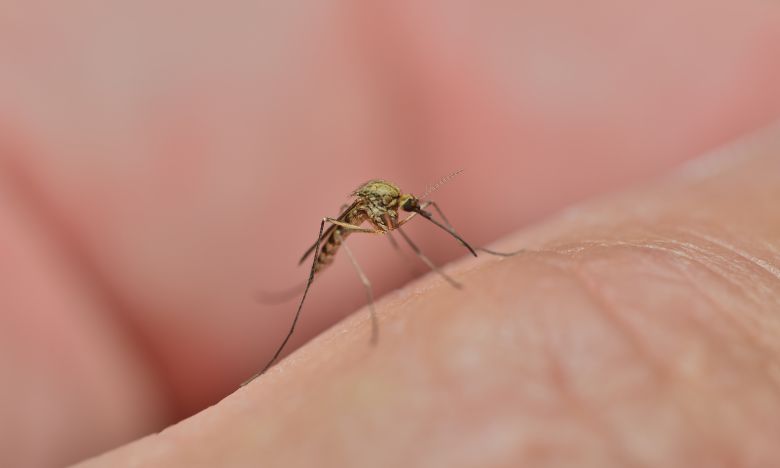 Zitronenöl gegen Mücken: Der altbewährte Tipp von Oma!