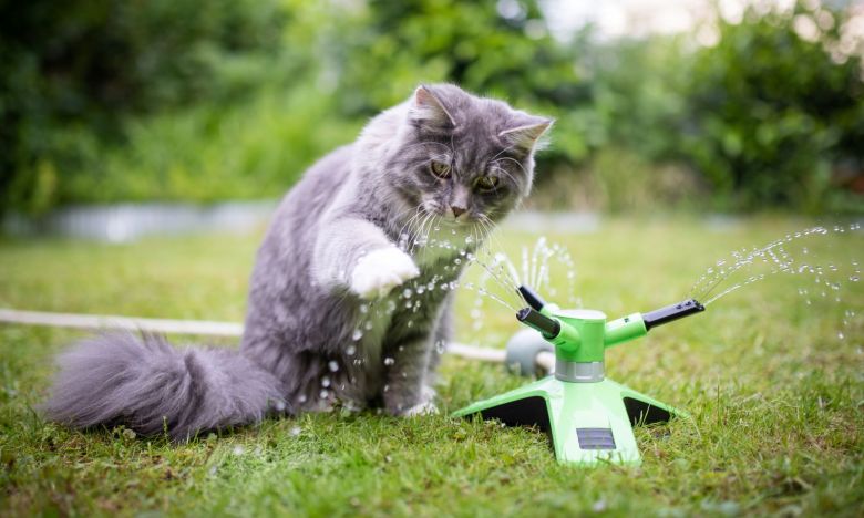 Erfrischende DIY-Spiele für Katzen: 3 simple Anleitungen mit Joghurtdeckeln und Co.