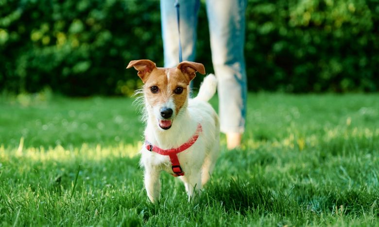 Hunde vor Mücken schützen: Das bringen Kokosöl und Co. als Parasitenschreck