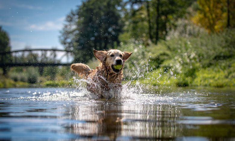 Schwimmer-Syndrom: Wenn der Badespaß für Hunde zur Qual wird