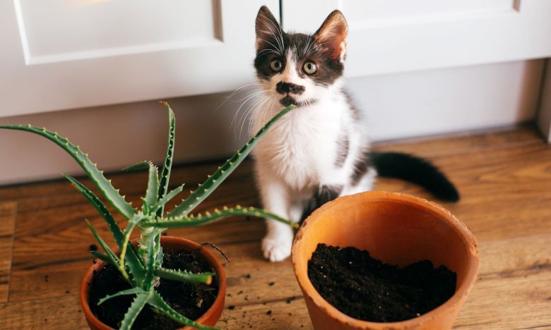 Katzengift im Wohnzimmer: Das sind die 13 gefährlichsten Zimmerpflanzen