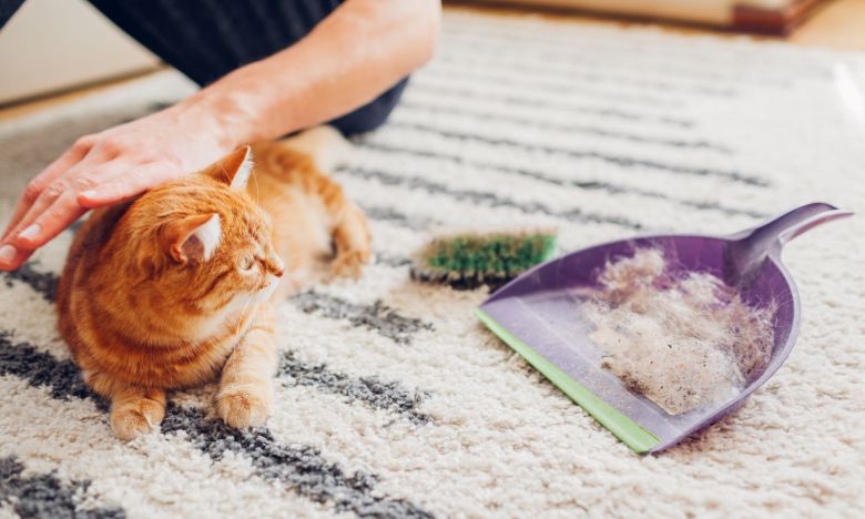 Teppich voller Katzenhaare? Probier's mal mit einem Fensterabzieher