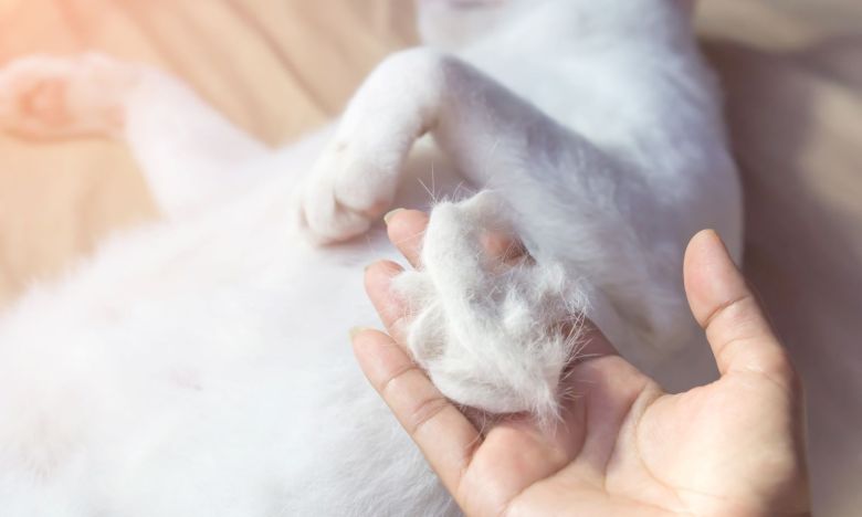 Simpel, aber effektiv: Diese 3 Fellpflege-Tipps minimieren Katzenhaare in der Wohnung