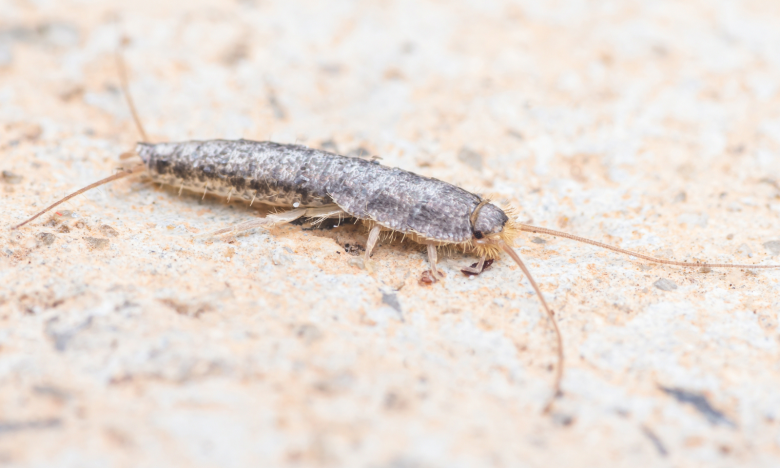 Silberfische mit DIESEM Honigtrick bekämpfen: Funktioniert das wirklich?