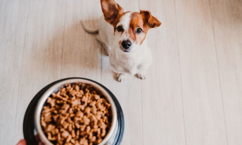 Trockenfutter vs. Nassfutter: Vor- und Nachteile für deinen Hund