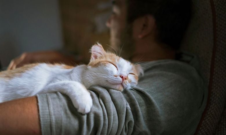 Von wegen sieben Leben: Diese Katzenrasse wird nur wenige Jahre alt