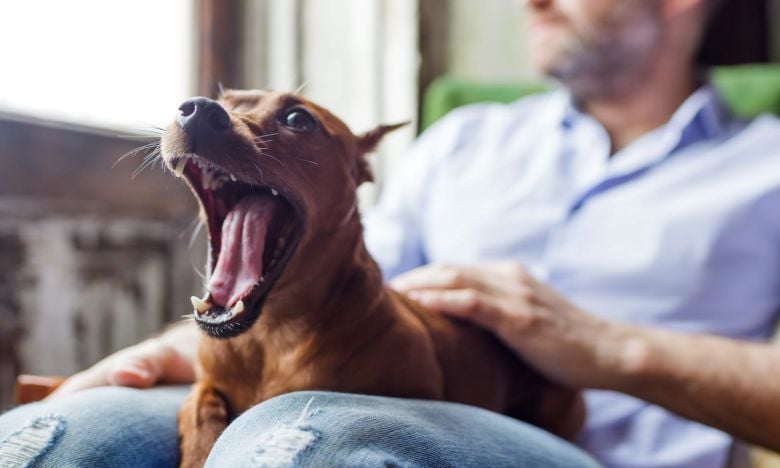 Stress, Freude oder Mitgefühl? 5 Gründe, warum dein Hund gähnt